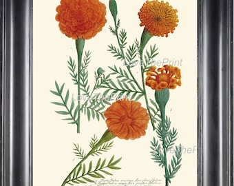 BOTANICAL PRINT  Art Print W1 Beautiful Antique Marigolds Orange Garden Nature to Frame Interior Design Home Decor Room Wall Decoration