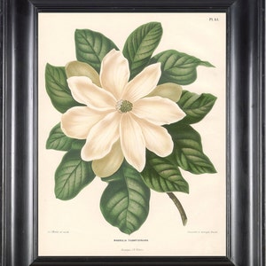 BOTANICAL PRINT Wendel  Botanical Art Print 11 Beautiful White Magnolia Flower Garden Plant to Frame Interior Decoration Room Design