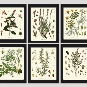 Herbs Spices Print Set of 6 Antique Wall Art Beautiful Mint - Etsy