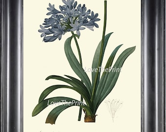 LÁMINA botánica 238 Redoute flor planta Agapanthus grande azul hermosa California antigua naturaleza al diseño Interior del marco