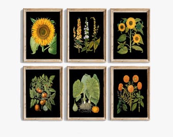 Juego de 6 impresiones de arte de pared con flores antiguas sobre fondo negro, hermoso girasol colorido, flor silvestre, naranja y verde, decoración para el hogar para enmarcar BESB