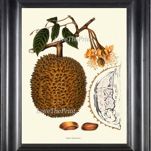 Durian Tropical Fruit Art Print 37 Botanical Beautiful Large  Edible Tree Plant Island Coooking Kitchen Dining Room Home Wall Decor BHN