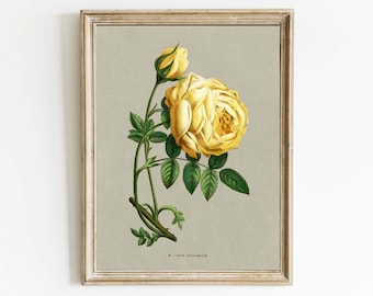 Impresión artística de pared antigua vintage con diseño de rosa inglesa, romántica, amarilla, coqueta, elegante, clásica, rústica, para decoración de habitación de casa de campo, para enmarcar, FFG1