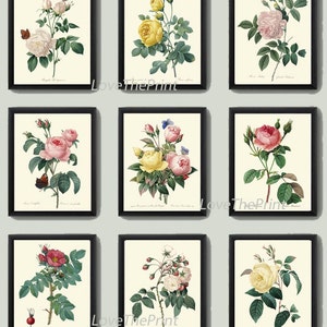 BOTANICAL Print SET of 9 Art Prints  Redoute Beautiful Antique Yellow Pink White Roses Flowers Butterflies Vintage Home Room Decoration