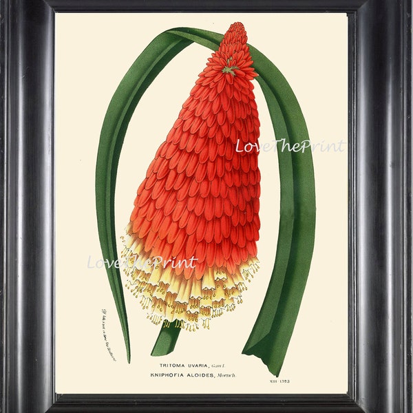 BOTANICAL PRINT HOUTTE  Art Print 103 Beautiful Antique Red Torch Lily Hot Poker Blooming Flowers Spring Summer Garden Antique French