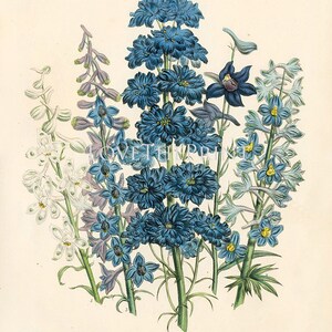 BOTANICAL PRINT Loudon Flower Botanical Art Print 61 Beautiful Blue Antique Delphinium Flowers Garden image 2