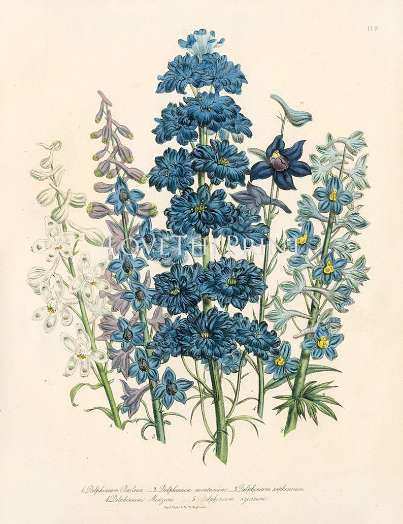 BOTANICAL PRINT Loudon Flower Botanical Art Print 61 Beautiful Blue Antique Delphinium Flowers Garden image 2