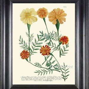 BOTANICAL PRINT  Art Print W2 Beautiful Antique Marigolds Orange Flowers Illustration Plate to Frame Home Room Wall Hanging Picture