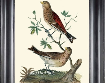 BIRD PRINT  Art B11 Beautiful Twite Twitter Antique Birds Nature Wall Hanging Home Room Interior Design Illustration Picture to Frame
