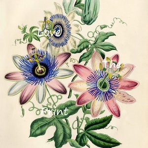 BOTANICAL PRINT Loudon Flower Botanical Art Print 9 Beautiful Antique Pink White Blue Passion Flower Spring Garden image 2