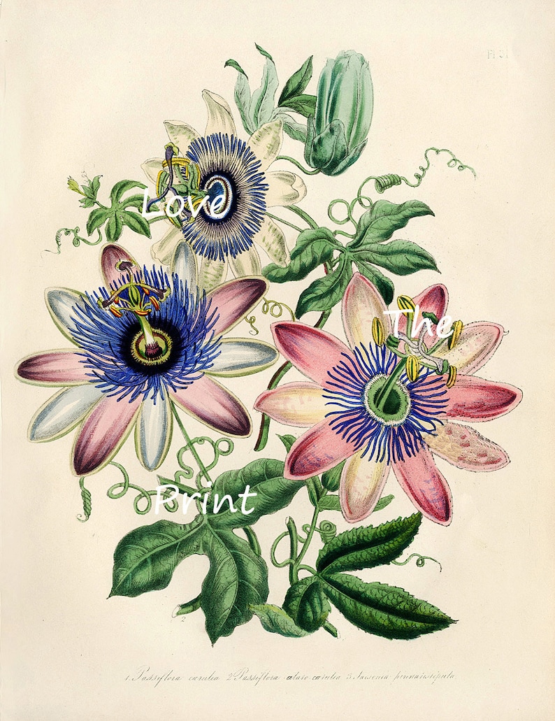 BOTANICAL PRINT Loudon Flower Botanical Art Print 9 Beautiful Antique Pink White Blue Passion Flower Spring Garden image 2