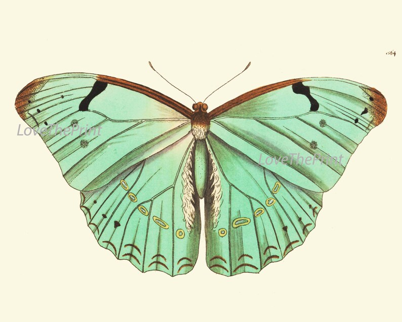 BUTTERFLY PRINT Botanical Art Print NOD430 Beautiful Antique Etsy