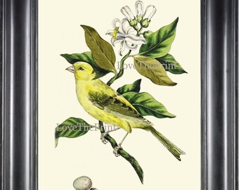 Bird Print Wall Art 11 Beautiful Lemon Citrus Tree Plant Flowers Egg Botanical Green Nature Vintage Illustration Picture Home Room Decor CJ