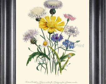 BOTANICAL PRINT Loudon Flower  Art 32 Beautiful Cornflower Blue Yellow Wildflower Country Farm Field Nature Flowers Home Decor to Frame