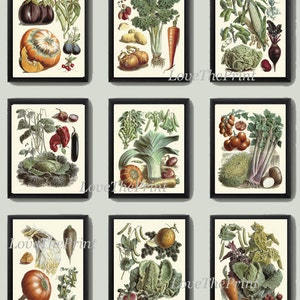 Botanical Vegetable Print Set of 9 Art  Redoute Antique Beautiful Pumpkin Cabbage Illustration Kitchen Dining Room Garden Wall Decor