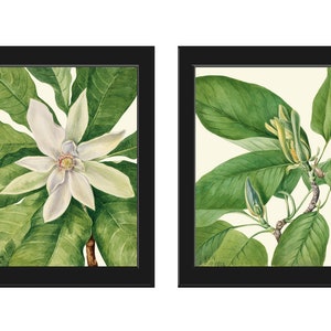 Magnolia Botanical Wall Art set of 2 Prints Beautiful White Green Tree Blooming Flowers Garden Interior Design Home Room Decor to Frame MVW