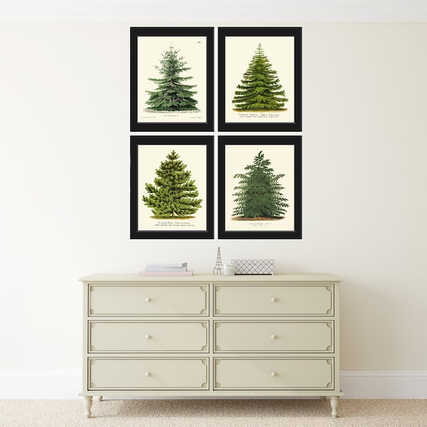 Christmas Tree Print SET of 4 Botanical Antique Pine Nordmann Caucasian Fir Scotch Pine Norway Spruce Japanese Larch Home Wall Art Decor