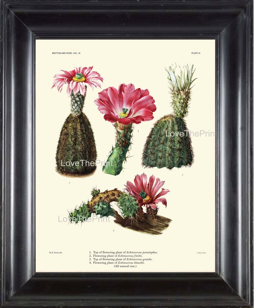 BOTANICAL PRINT CACTUS Art Print 4 Beautiful Blooming Pink Flower ...