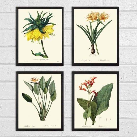 Botanical Tropical Flower Art Print SET of 4 Art Redoute | Etsy