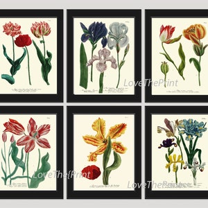 BOTANICAL Print SET of 6 Art Print  Antique French Garden Blue Iris Red Yellow Tulips Plants Spring Summer Vintage Room Wall Home Decor