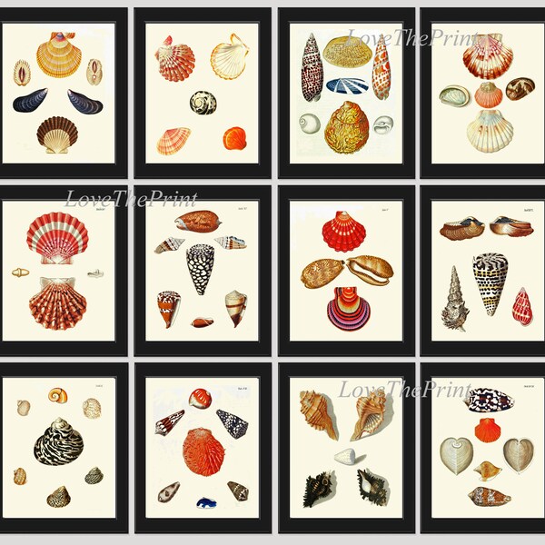 Seashell Print - Etsy