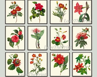 Botanical Print Set of 12 Art  Redoute Antique Beautiful Flowers Red Camellia Rose Marigold Nasturtium Peony Hibiscus Room Wall Decor