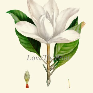 White Magnolia BOTANICAL Print SET of 6 Prints Antique Vintage - Etsy
