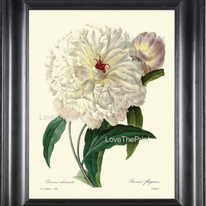 BOTANICAL PRINT Redoute Flower  Botanical Art Print 25 Beautiful Large White Peony Plant Garden Nature to Frame Home Decor