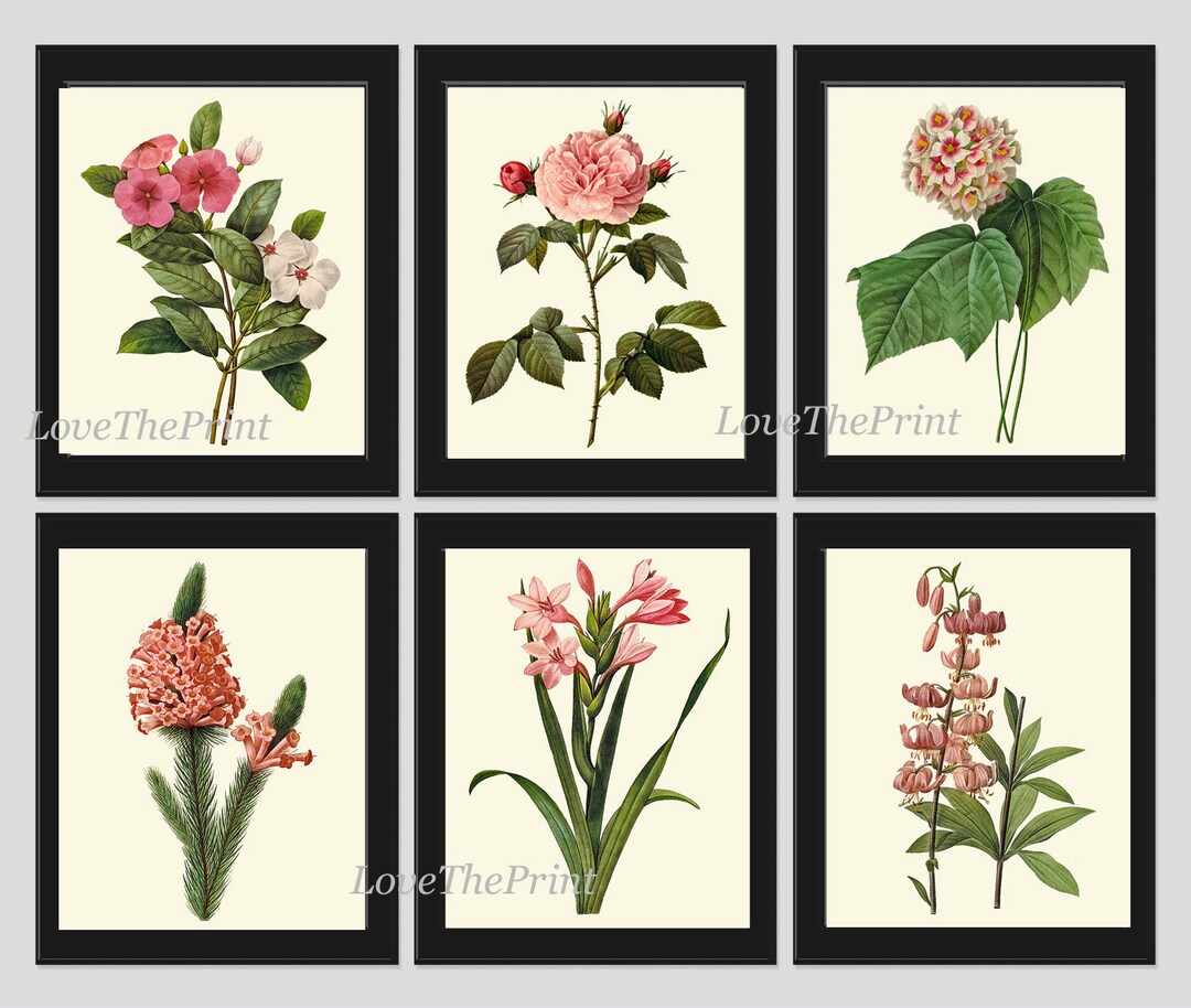 Botanical Print Set of 6 Art Redoute Antique Beautiful Flowers - Etsy