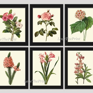 Botanical Print Set of 6 Art  Redoute Antique Beautiful Flowers Pink Coral Laurier Rose Snowball Periwinkle Gladiolus Home Wall Decor