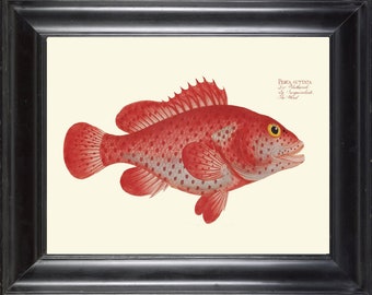 Fish Wall Art Print BL93 Beautiful Antique Red Hind Koon Lucky Grouper Caribbean Ocean Marine Nature Home Decor Decoration Picture to Frame