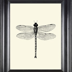 Dragonfly Print Wall Art PR3 Beautiful Insect Vintage Black and White Illustration Ivory Background Home Room Decor Garden Nature to Frame image 1