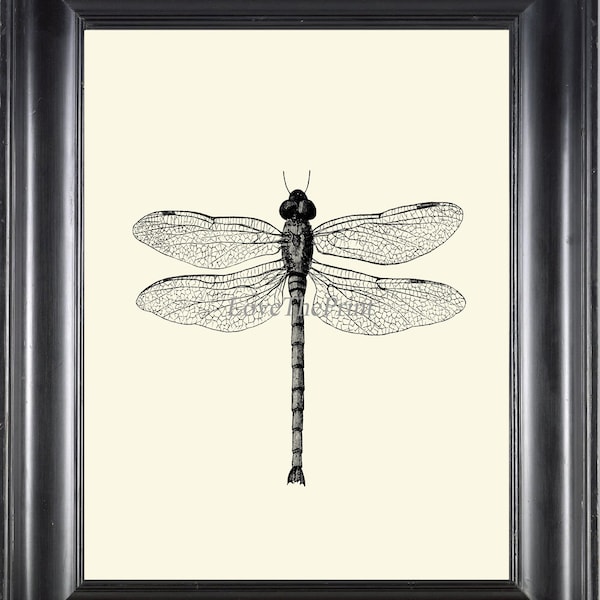 Dragonfly Print Wall Art PR3 Beautiful Insect Vintage Black and White Illustration Ivory Background Home Room Decor Garden Nature to Frame