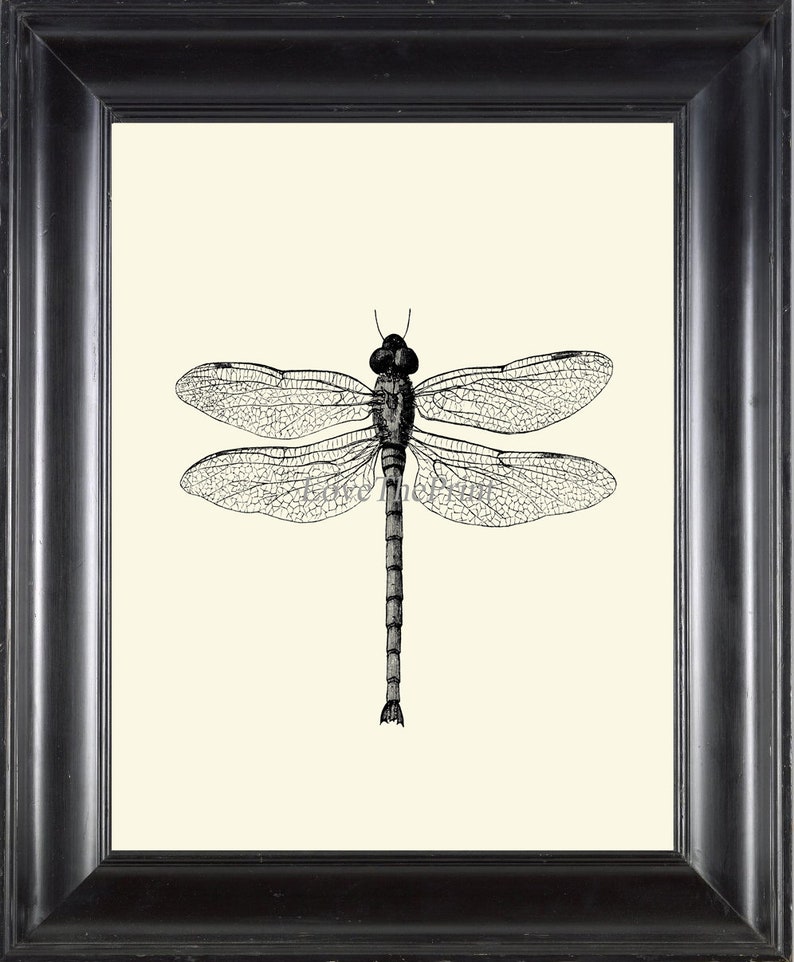 Dragonfly Print Wall Art PR3 Beautiful Insect Vintage Black and White Illustration Ivory Background Home Room Decor Garden Nature to Frame image 1