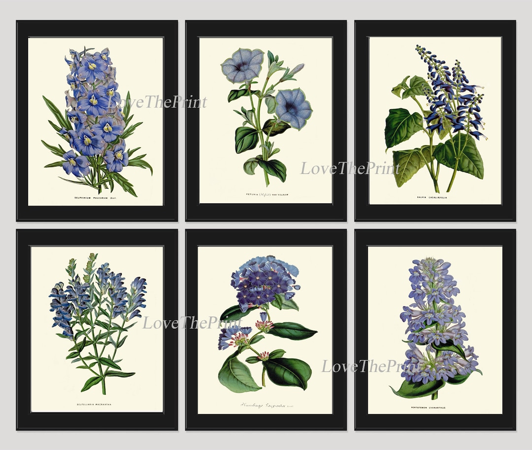 Blue Flowers Botanical Wall Art Print Set of 6 Flowers Antique ...