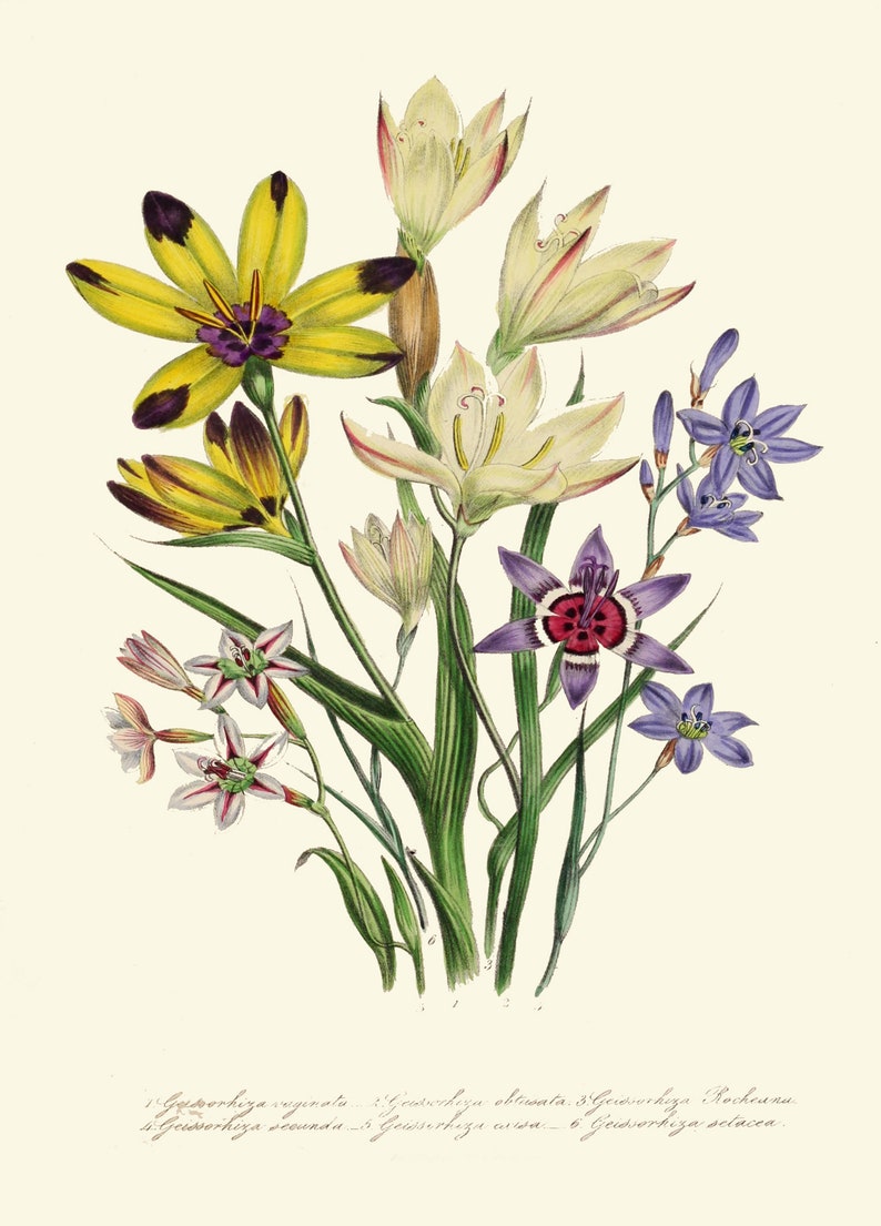 BOTANICAL Print SET of 6 Art Print Loudon Antique Wildflower - Etsy
