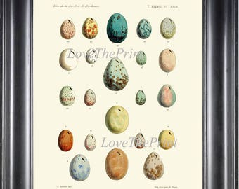 BIRD EGGS Print Art FH7 Beautiful Antique Bird Eggs in Beige Aqua Chart Illustration Picture Wall Home Room Decor Ivory Background to Frame