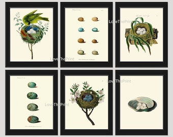 Bird Nest Egg Print SET of 6 Art Print  Antique Birds Nests Eggs Shell Flowers Plate Illustration Room Wall Home Interior Decor to Frame