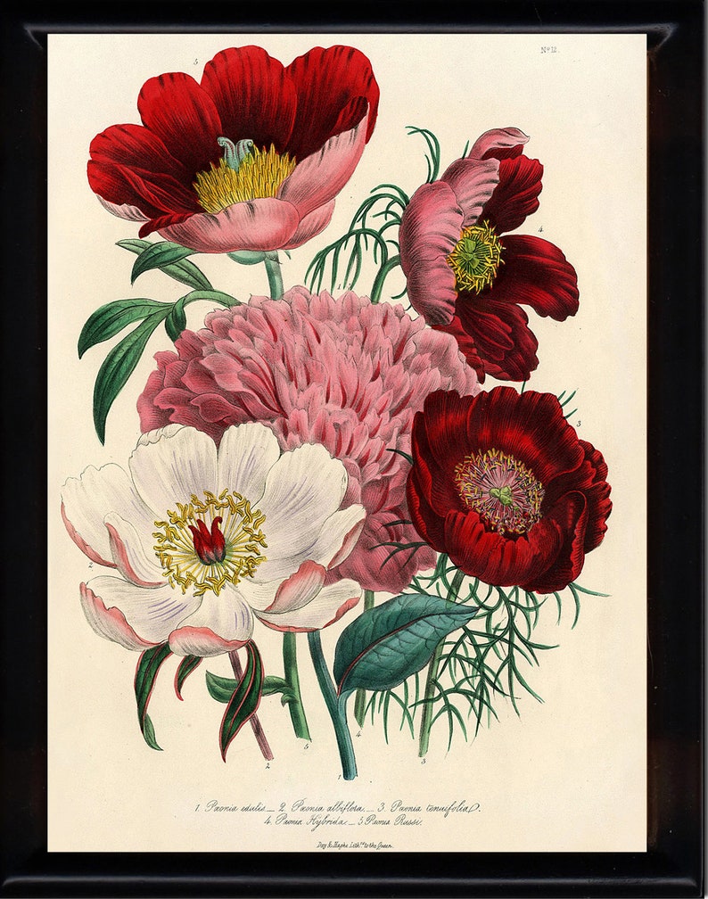 BOTANICAL PRINT Loudon Flower Botanical Art Print 1 Beautiful Peony Peonies Bouquet Paeonia albilflora Pink White Red Spring Garden image 1