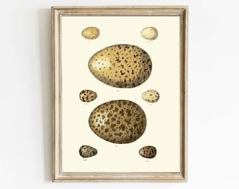 Impresión de arte de pared con huevos de pájaro vintage, decoración del hogar o descarga para enmarcar. Cabaña rústica antigua, casa de campo moderna, casa de lago, PCD35