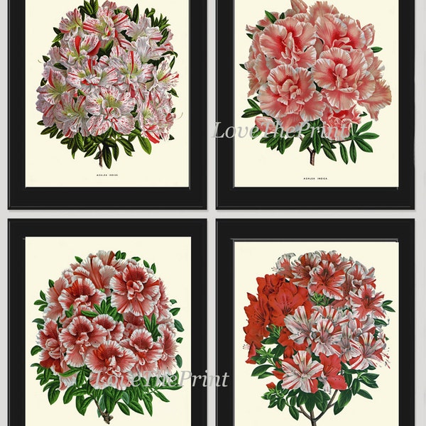 Botanical Print Set of 4 Flowers Art Beautiful Large Azalea Blooming Plants Spring Summer Garden Nature Vintage Wall Home Decor