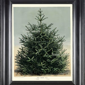 BOTANICAL PRINT HOUTTE  Art Print 83 Beautiful Large Green Pine Tree Christmas Forest Nature Home Wall Decor to Frame