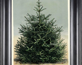 Botanische PRINT HOUTTE Art Print 83 mooie grote groene Pine Tree Christmas Forest natuur muur Decor van het huis naar Frame