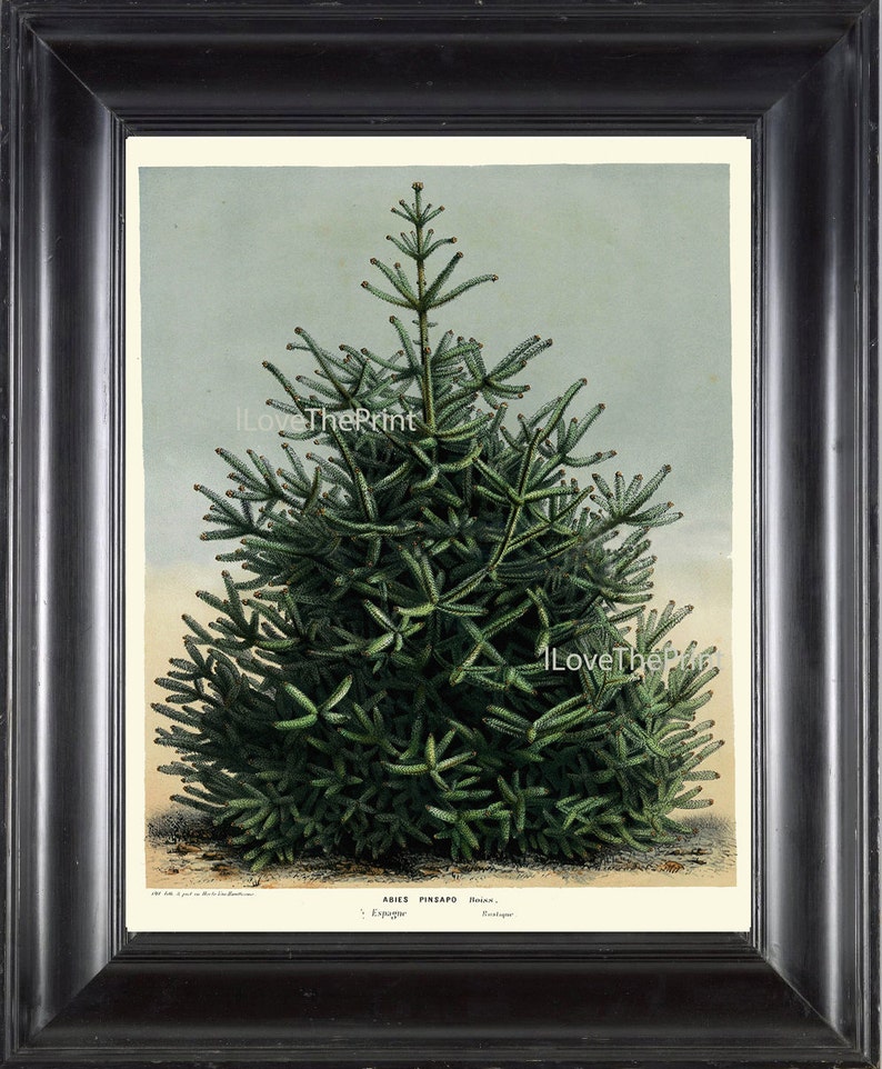 BOTANICAL PRINT HOUTTE Art Print 83 Beautiful Large Green Pine Tree Christmas Forest Nature Home Wall Decor to Frame image 1