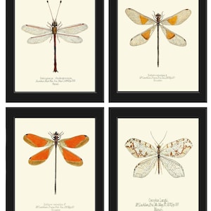May include: Four framed insect prints. Each print features a detailed illustration of a different insect species, including dragonflies and a butterfly. The insects are depicted in various colors, set against a cream background, and framed in black.
