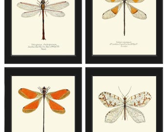 Juego de 4 impresiones de mariposas para pared, hermosas impresiones antiguas vintage naranjas para jardín, naturaleza, insectos, decoración para comedor, cocina, dormitorio, hogar, para enmarcar ATI