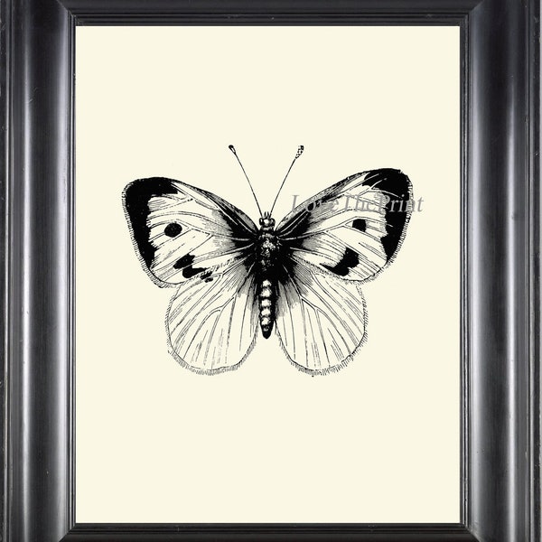 Butterfly Print Wall Art PR1 Beautiful Insect Vintage Black and White Illustration Ivory Background Garden Nature Home Room Decor to Frame