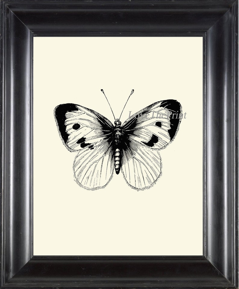 Butterfly Print Wall Art PR1 Beautiful Insect Vintage Black Etsy