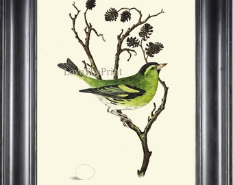 Beautiful Bird Egg Print Art 8 Beautiful Songbird Green Tree Branch Natral Science Bookplate Green Nature Wall Home Room Decor to Frame CJ