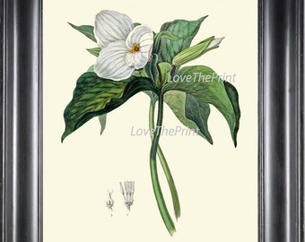 BOTANICAL PRINT Clarke  Art Print 48 Beautiful White Trillium Flower Wildflower Antique Chart Illustration Green Nature Home Wall Decor